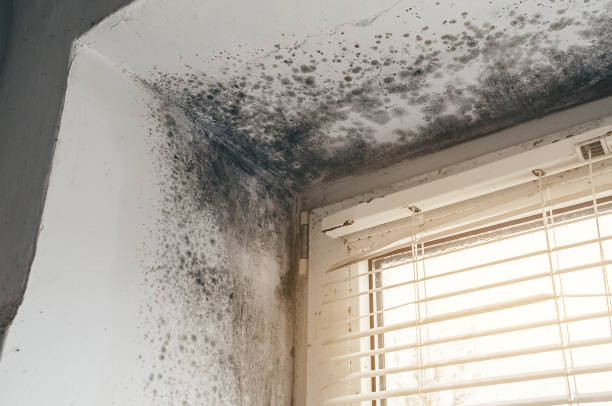 Affordable Hvac And Air Duct Mold Remediation solutions in Omena, MI